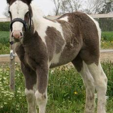 Irish Cob Mary's Prinsess by Lovecob