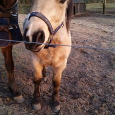 Anden særlig race Vegenå Beautie  solgt