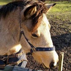 Anden særlig race Vegenå Beautie  solgt