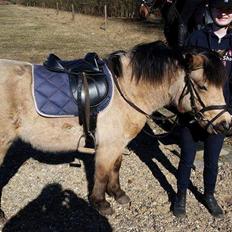 Anden særlig race Vegenå Beautie  solgt