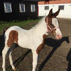 Anden særlig race Holmbergs Kiki Nova