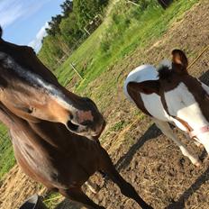 Anden særlig race Holmbergs Kiki Nova