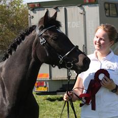 New Forest Fuglsangs Sweet Cookie