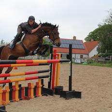 Dansk Varmblod BABY <3