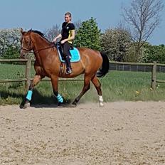 Dansk Varmblod Beaujolais *RIP*