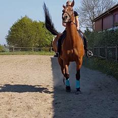 Dansk Varmblod Beaujolais *RIP*