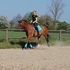 Dansk Varmblod Beaujolais *RIP*