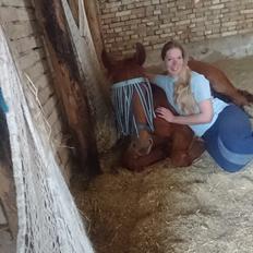 Frederiksborg TT's Vestergårds Rocky (SOLGT)