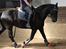 Frieser Marijke G R.I.P - Ridning <3