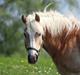 Haflinger Herkules kaldes Laffe himmel hest for altid savnet