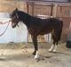 Irish Cob Crossbreed St. Stages Ardena inion Nessa