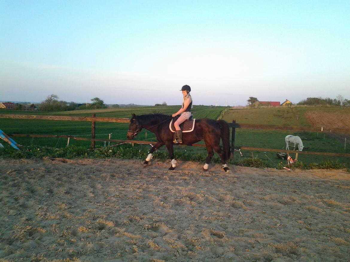 New Forest Elmholts Desiré - 11. maj 2016 billede 4