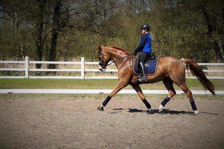 Dansk Varmblod Another Prince  Skovbo (Solgt) - dressur 8 maj billede 13
