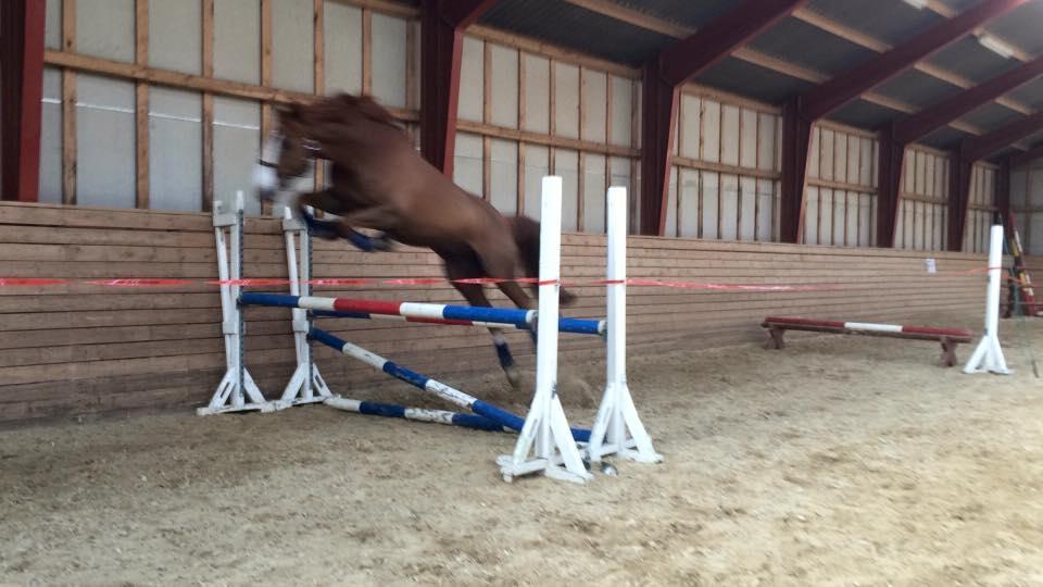 Dansk Varmblod Another Prince  Skovbo (Solgt) - Aps løsspringer 1.10m billede 12