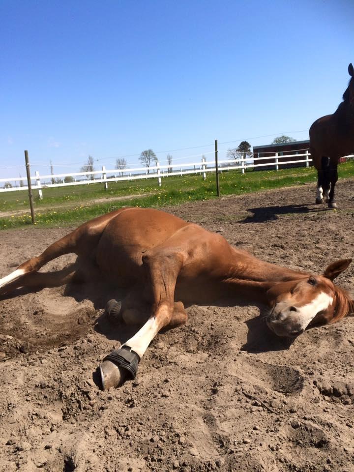 Dansk Varmblod Another Prince  Skovbo (Solgt) - puha så hårdt det er at være hest... billede 15