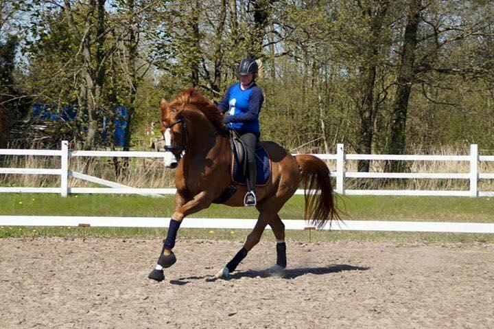 Dansk Varmblod Another Prince  Skovbo (Solgt) - dressur 8 maj billede 17