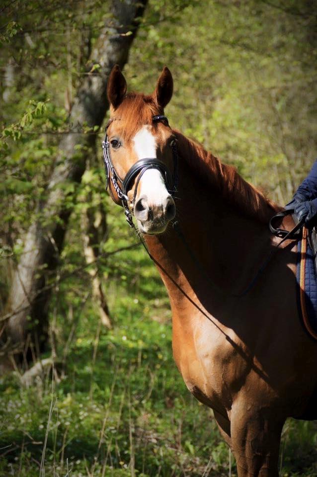 Dansk Varmblod Another Prince  Skovbo (Solgt) billede 1