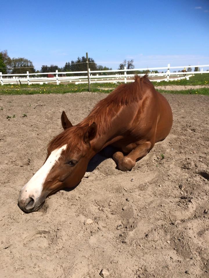 Dansk Varmblod Another Prince  Skovbo (Solgt) billede 19