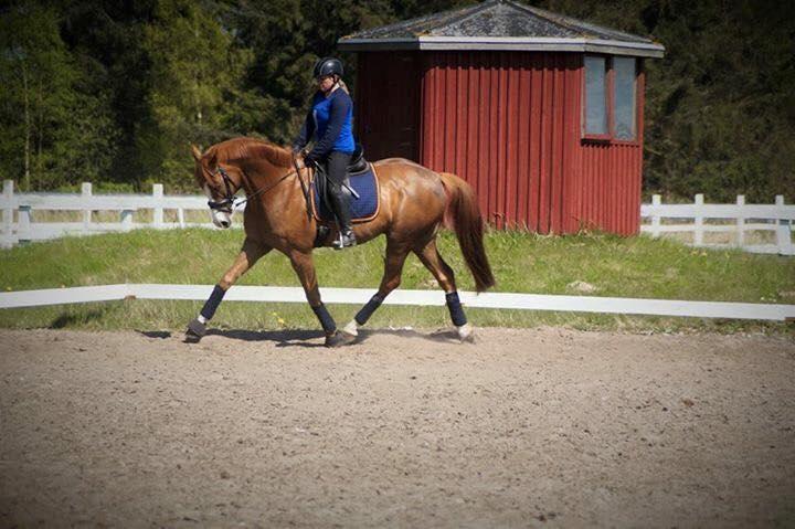 Dansk Varmblod Another Prince  Skovbo (Solgt) - dressur 8 maj billede 20