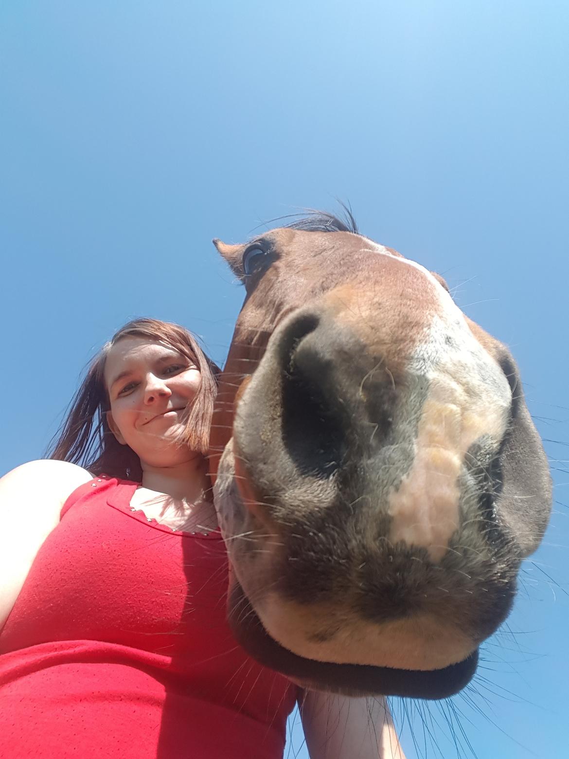 Fuldblod (XX) Hans  tidligere hest billede 17