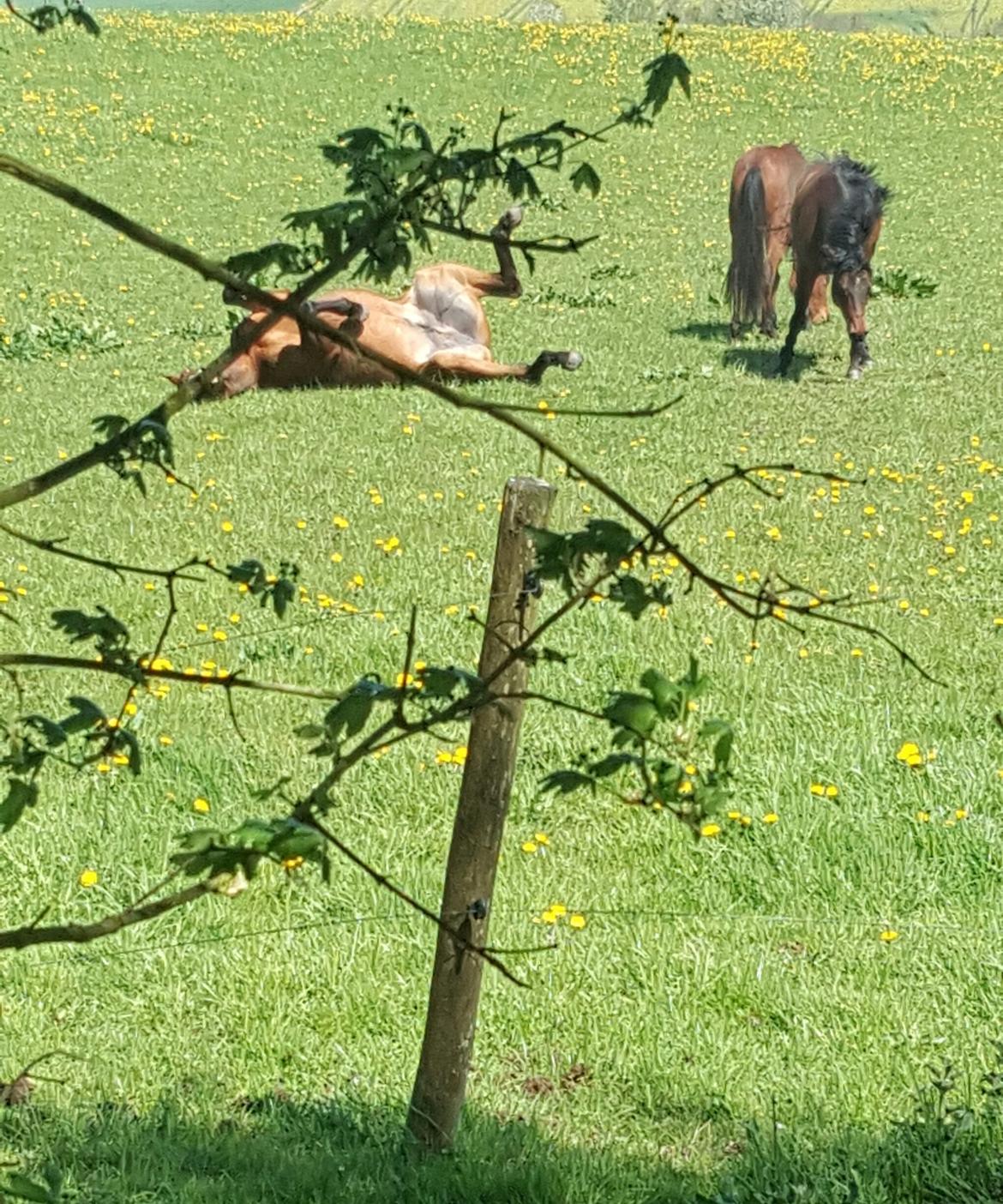 Fuldblod (XX) Hans  tidligere hest billede 20