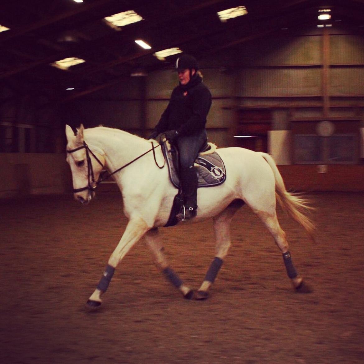Palomino Sovangs Cacharel billede 12