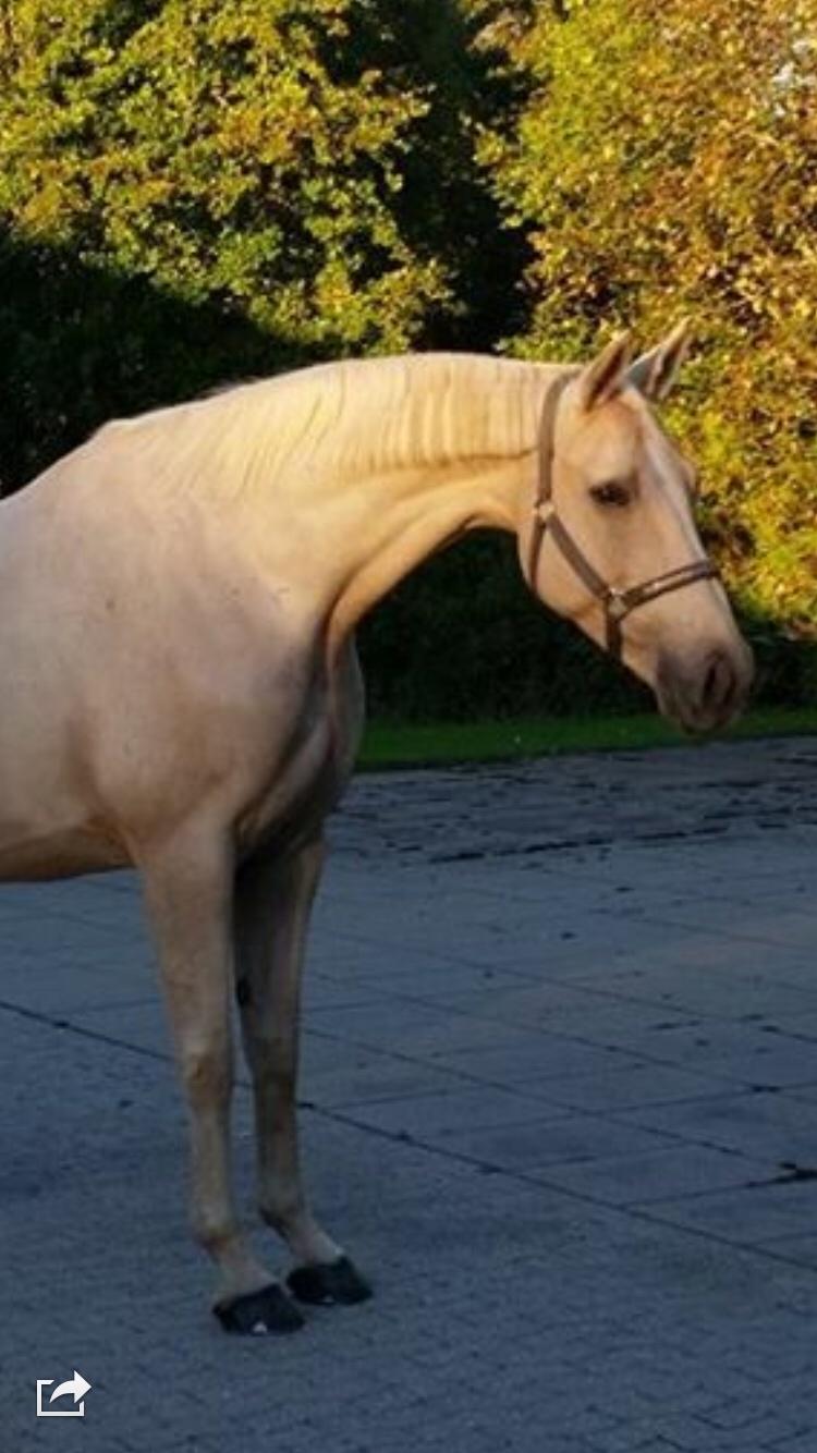 Palomino Sovangs Cacharel billede 14