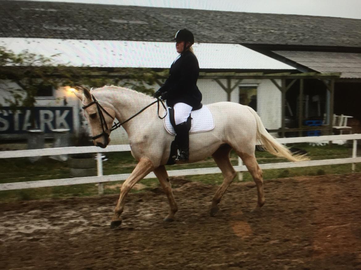 Palomino Sovangs Cacharel billede 13