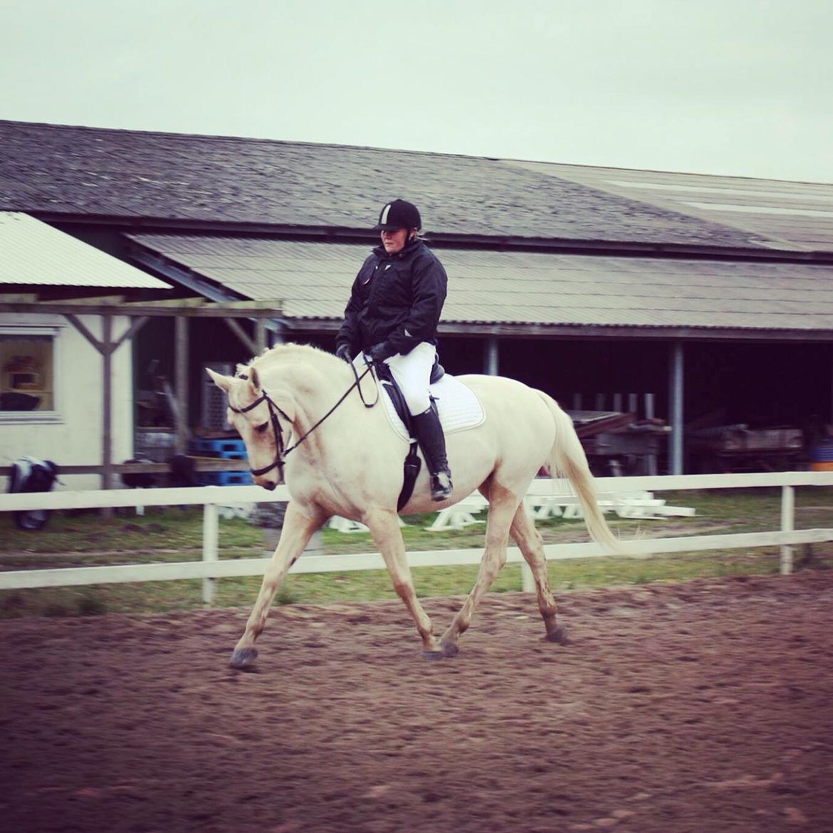 Palomino Sovangs Cacharel billede 16