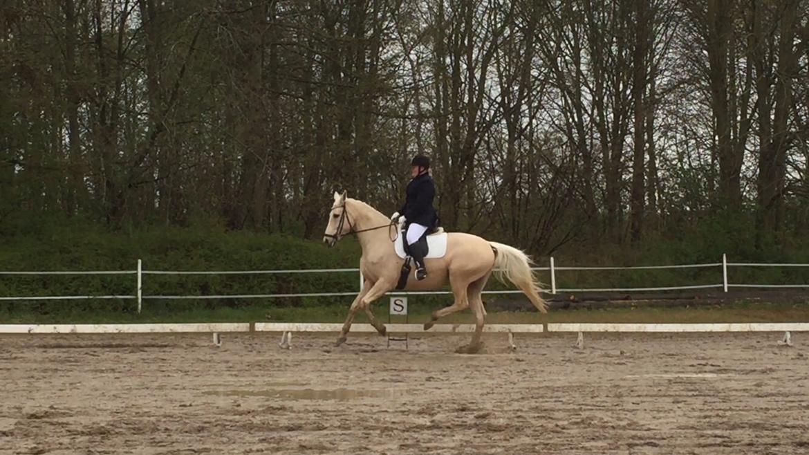 Palomino Sovangs Cacharel billede 18
