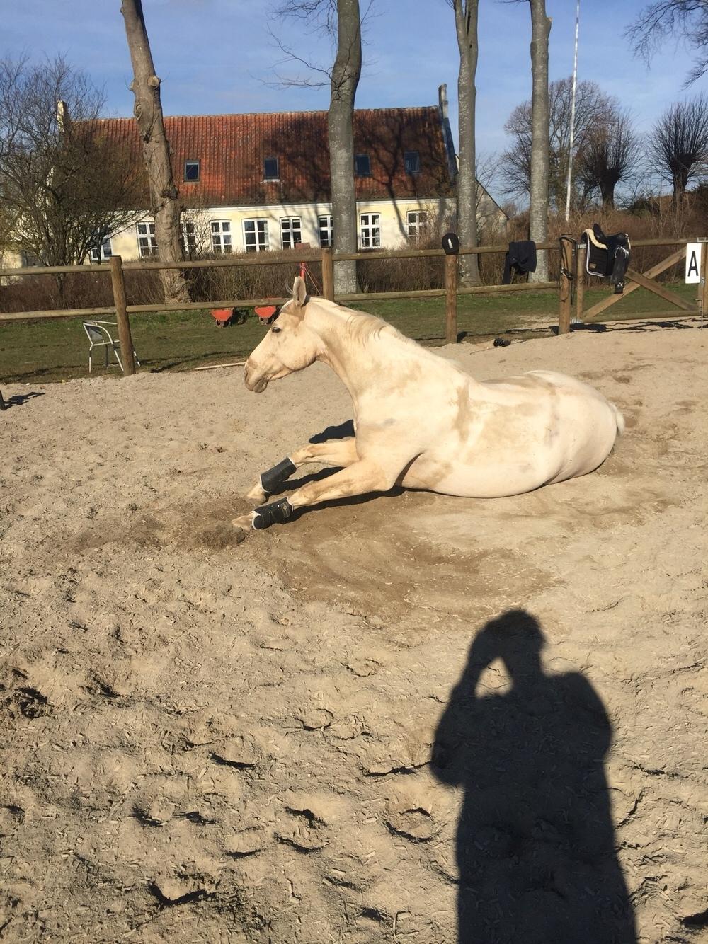 Palomino Sovangs Cacharel billede 17
