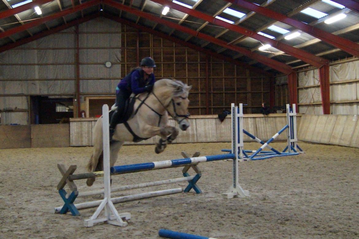 Fjordhest Carlos Sax billede 32