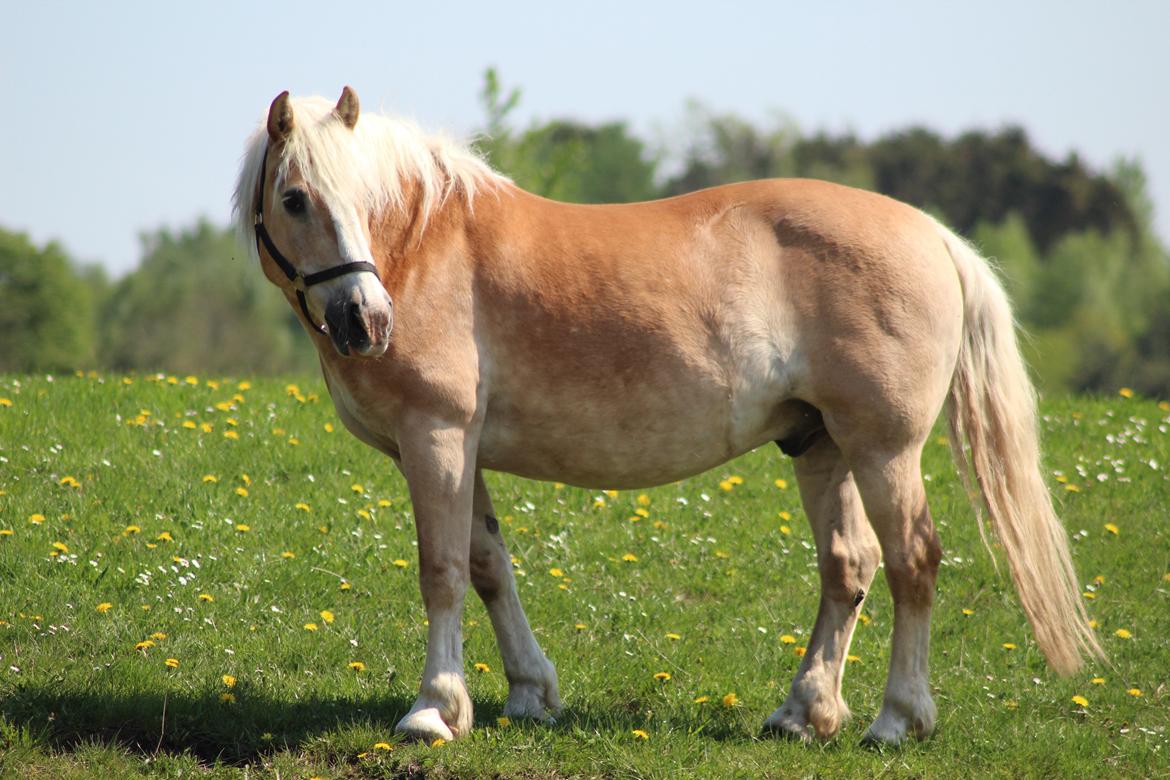 Haflinger Herkules kaldes Laffe himmel hest for altid savnet billede 45