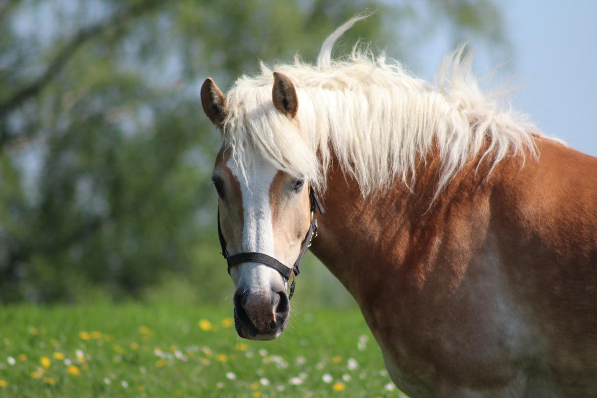 Haflinger Herkules kaldes Laffe himmel hest for altid savnet billede 1