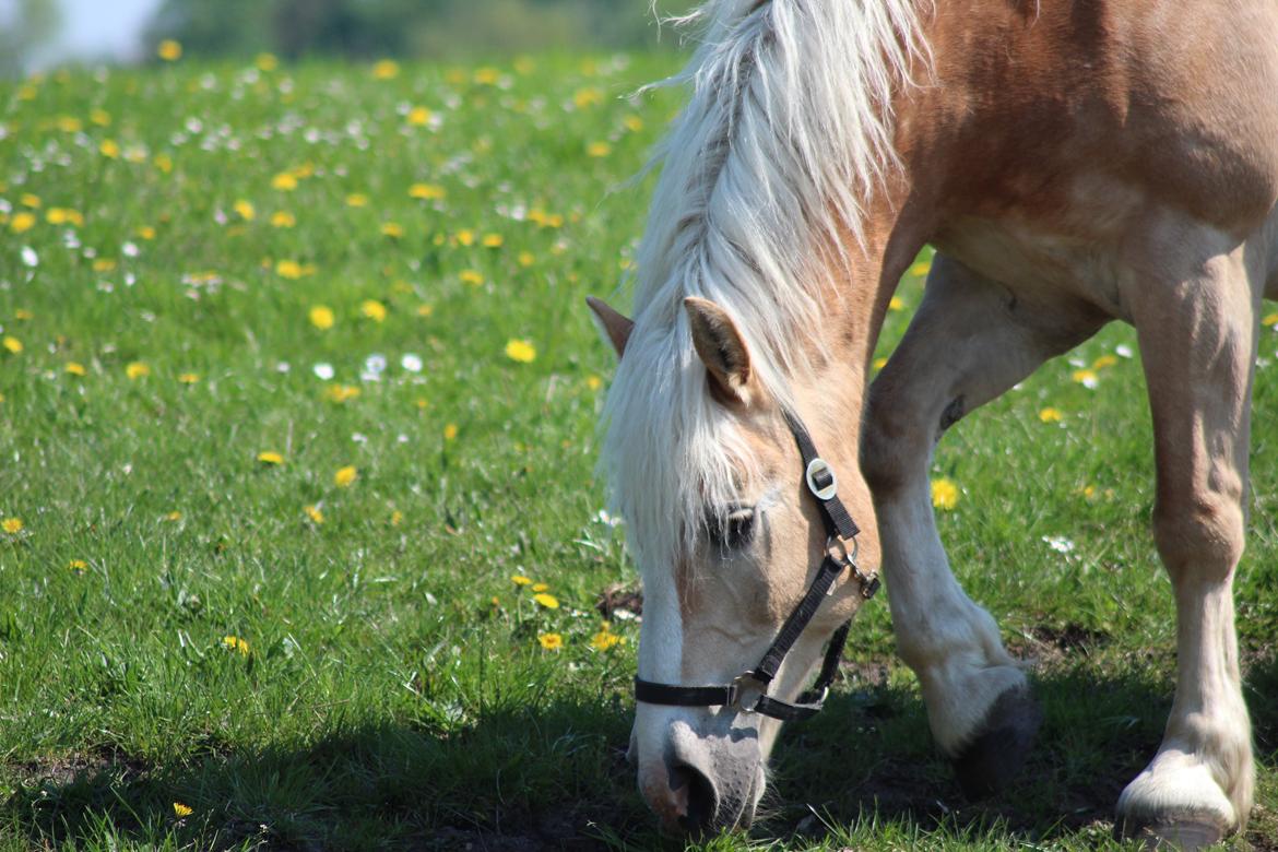 Haflinger Herkules kaldes Laffe himmel hest for altid savnet billede 46