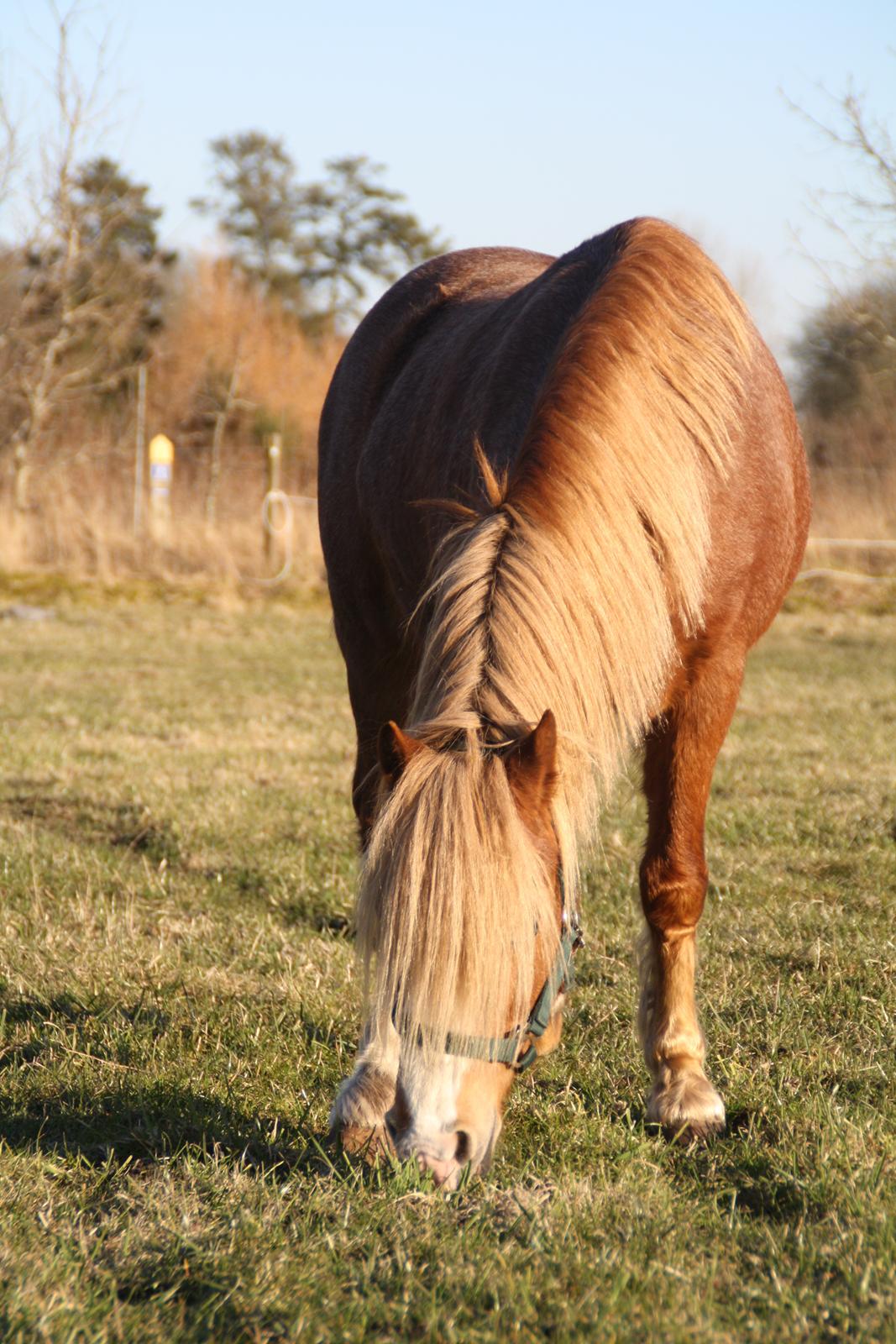 Hollandsk Sportspony Mads billede 18