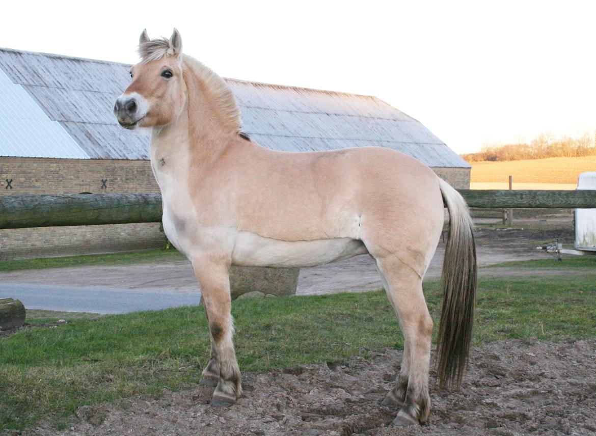 Fjordhest Langthjems Luna billede 23