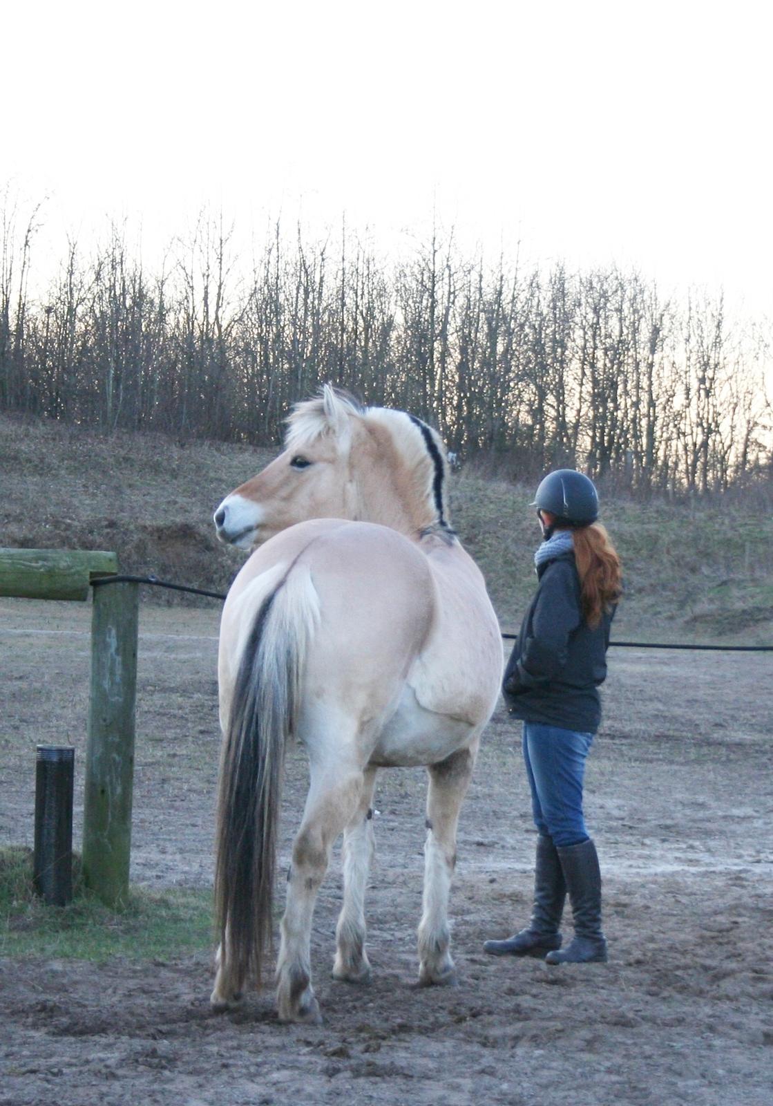 Fjordhest Langthjems Luna billede 6