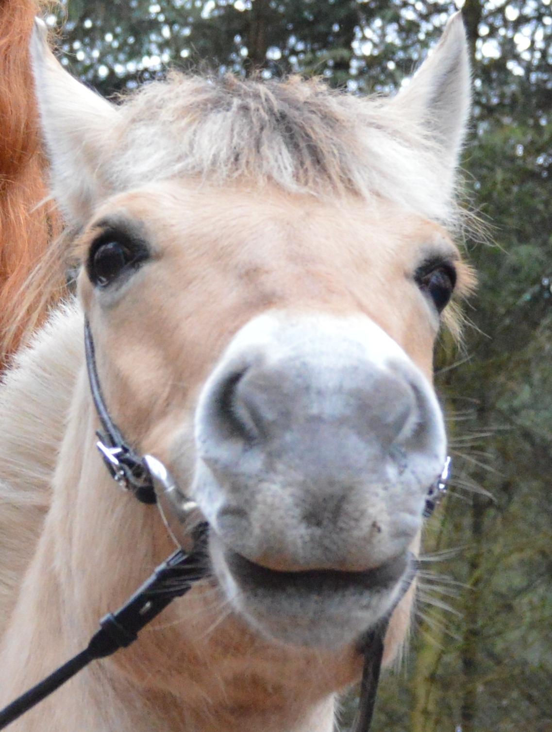 Fjordhest Langthjems Luna billede 9