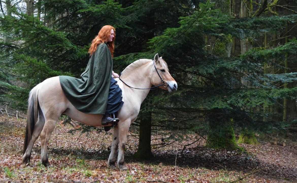 Fjordhest Langthjems Luna billede 11