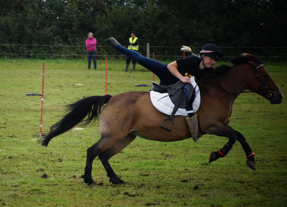 Hollandsk Sportspony Jasmijn billede 48