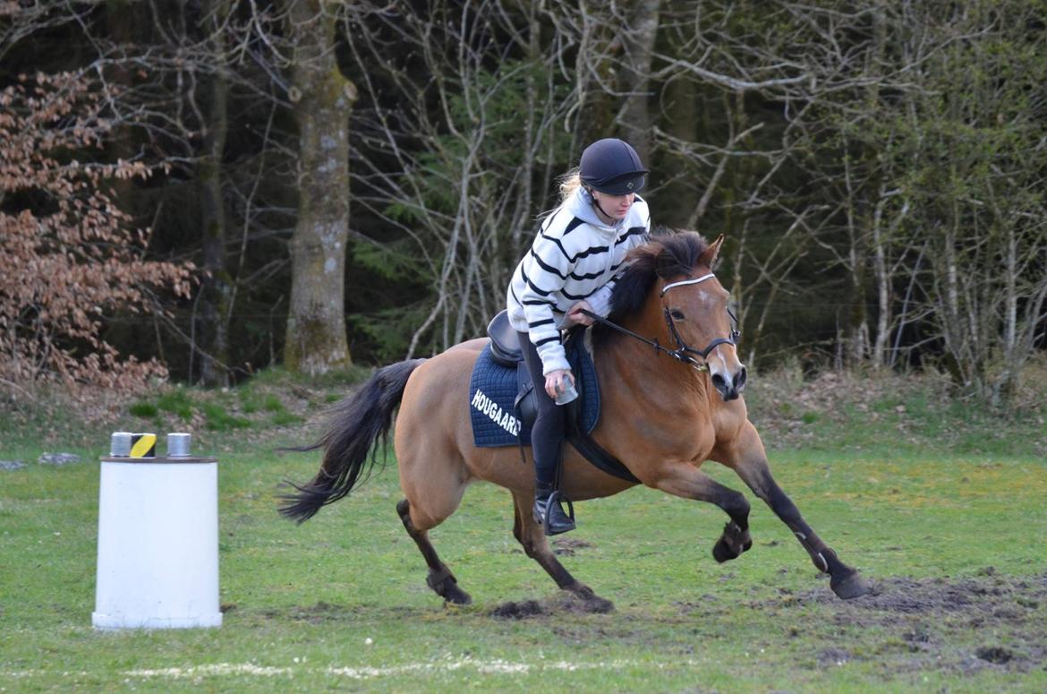 Hollandsk Sportspony Jasmijn billede 49