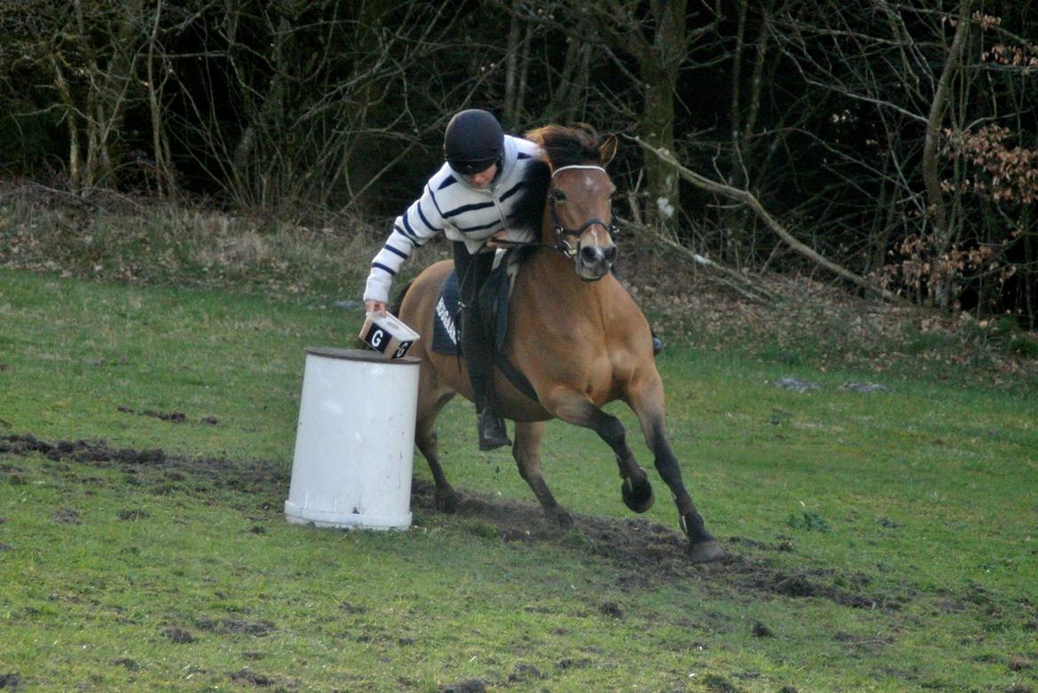 Hollandsk Sportspony Jasmijn billede 50
