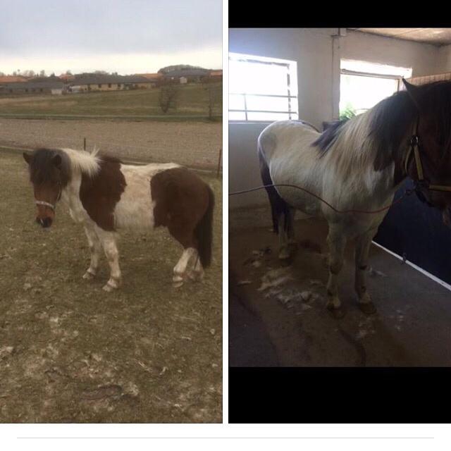 Islænder Aslan - præcis 1 måned imellem de to billeder billede 10