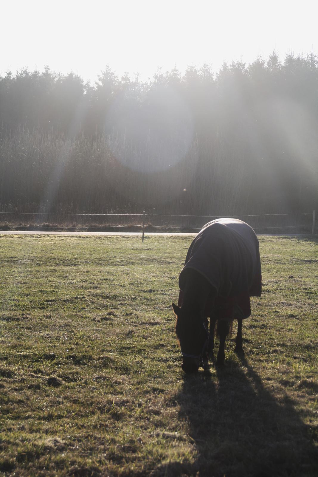 Anden særlig race Dina billede 14