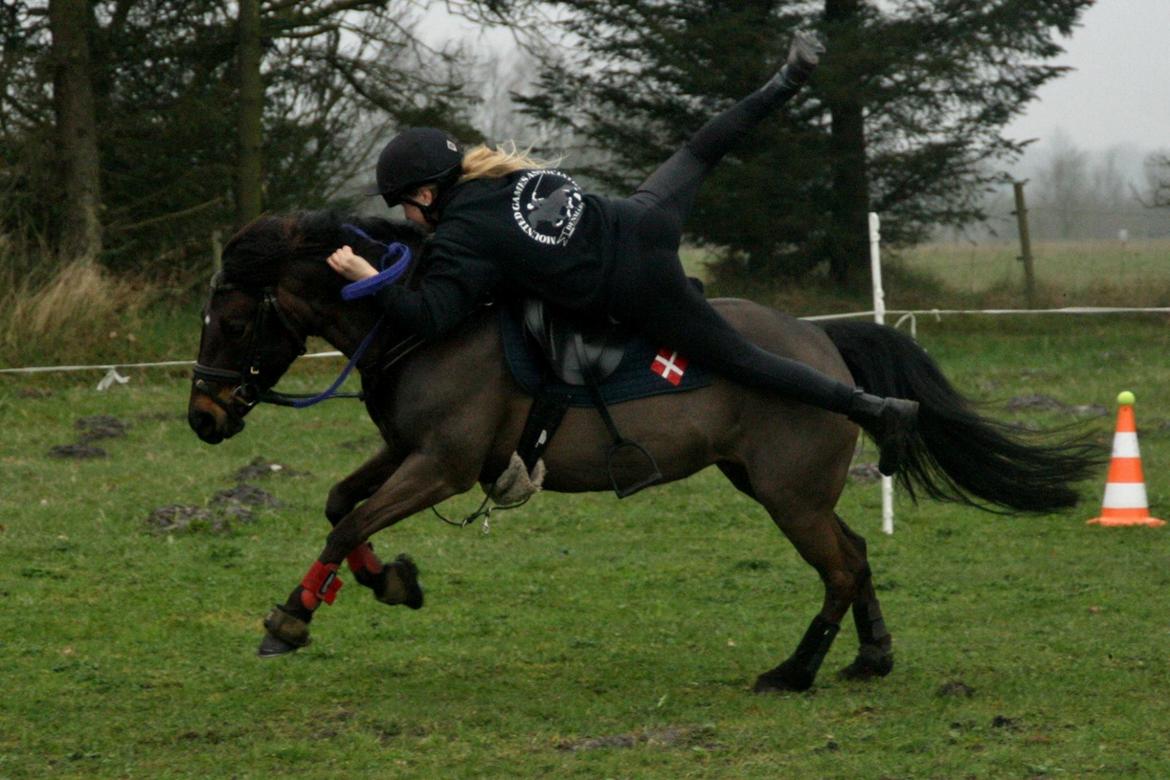 Anden særlig race Dina billede 15