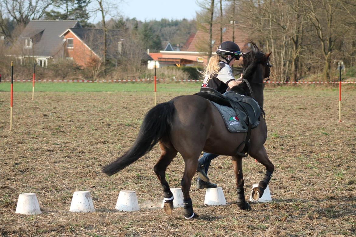 Anden særlig race Dina billede 20