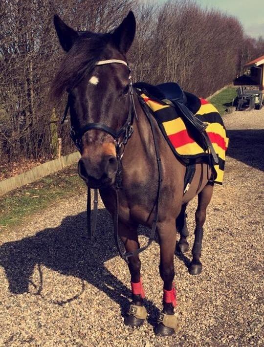 Anden særlig race Dina billede 22