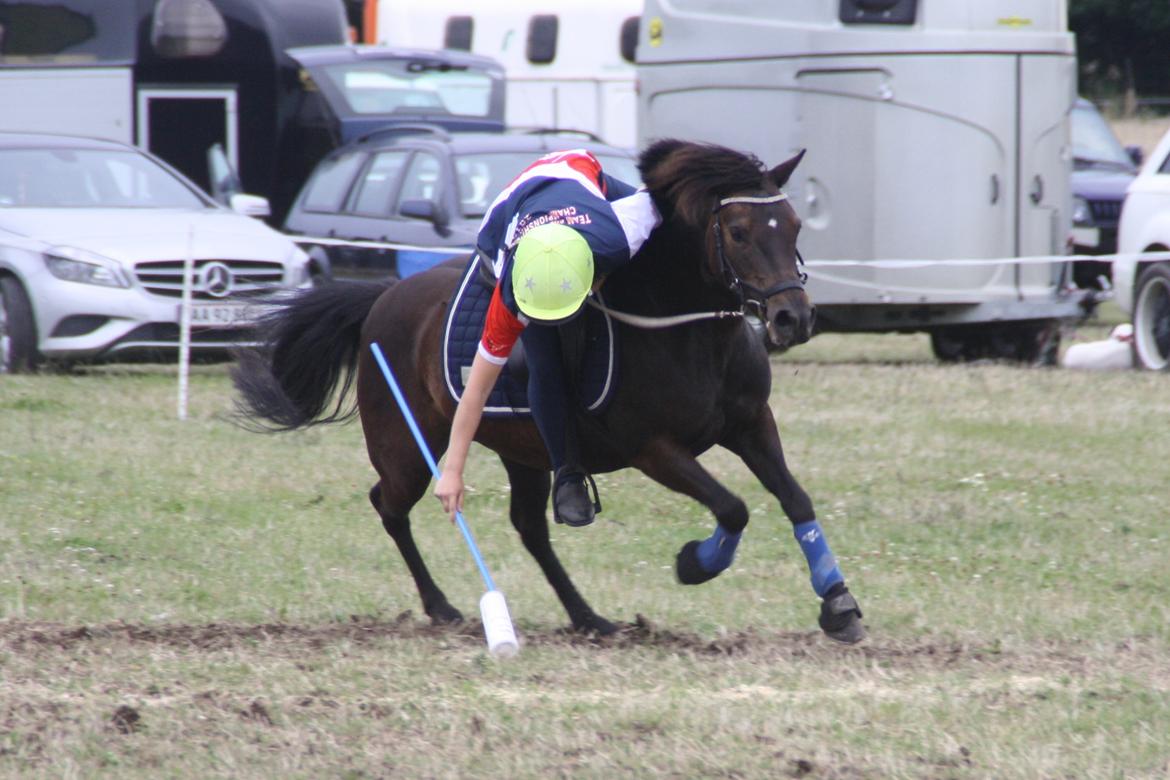 Anden særlig race Dina billede 23