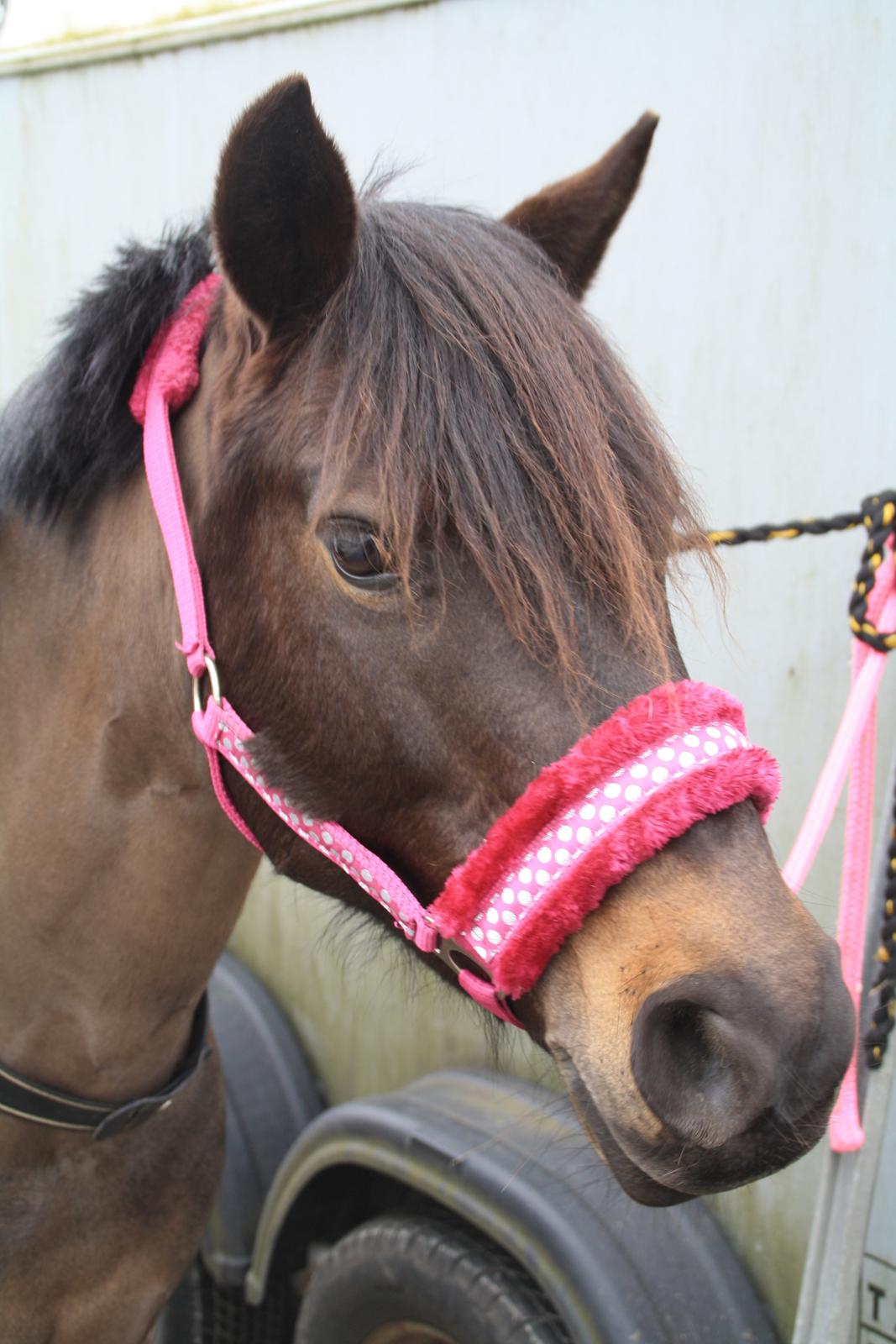 Anden særlig race Dina billede 24